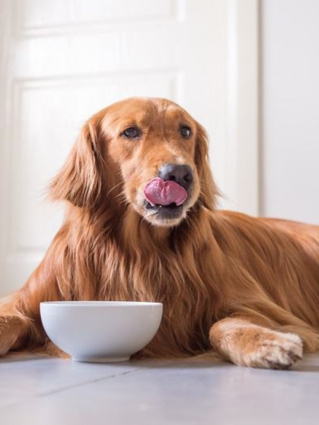 9 Common Foods and Liquids That Are Poisonous to Dogs